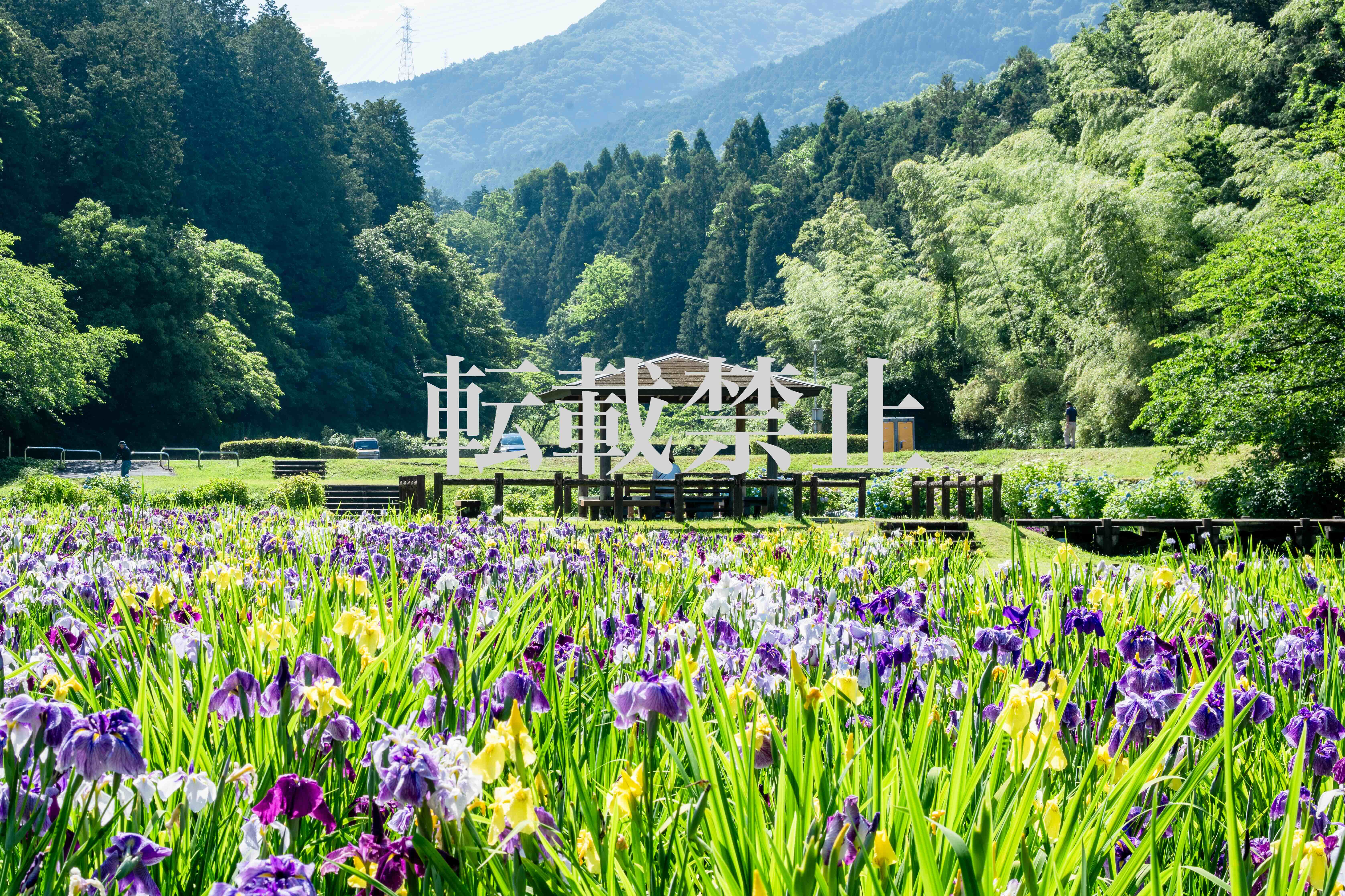 Selected Work: "White River and Valley"