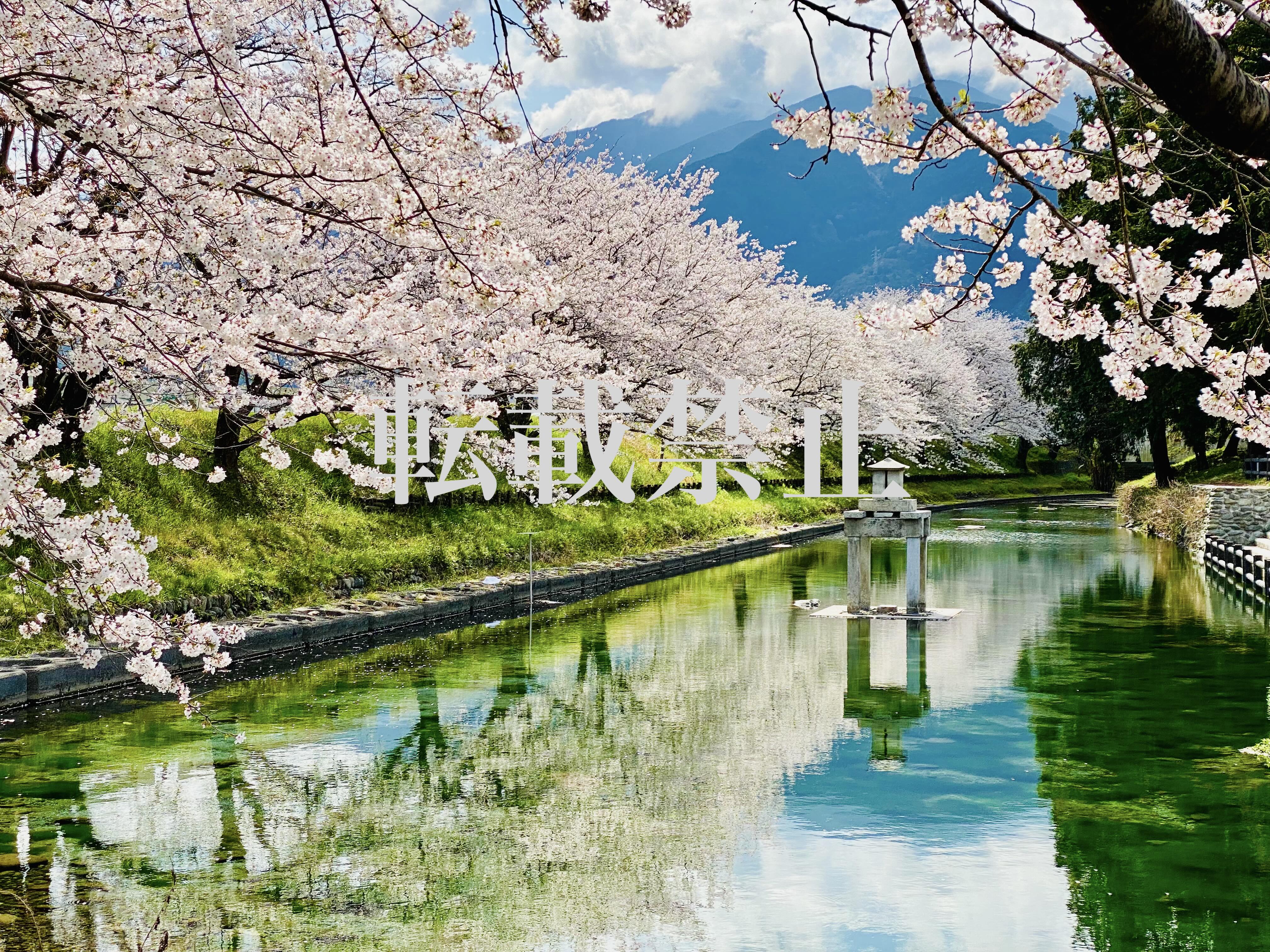 Selected Work: "Sparkle of the Night"