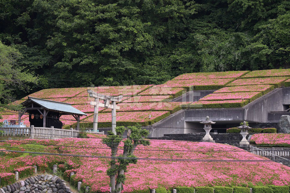 Winning "pink roof"