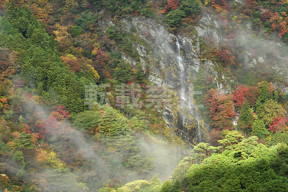 Selected "Kiyotaki and autumn leaves"