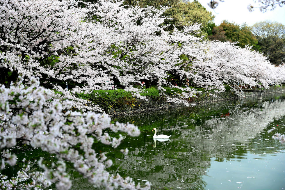 Cherry Blossoms / Hirose Park