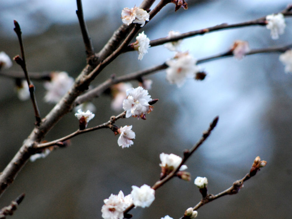 Winter Cherry Blossoms / Minetopia Besshi